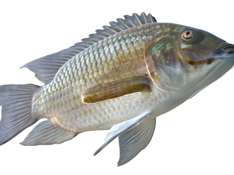 Tilapia Fish Collection 3D Model