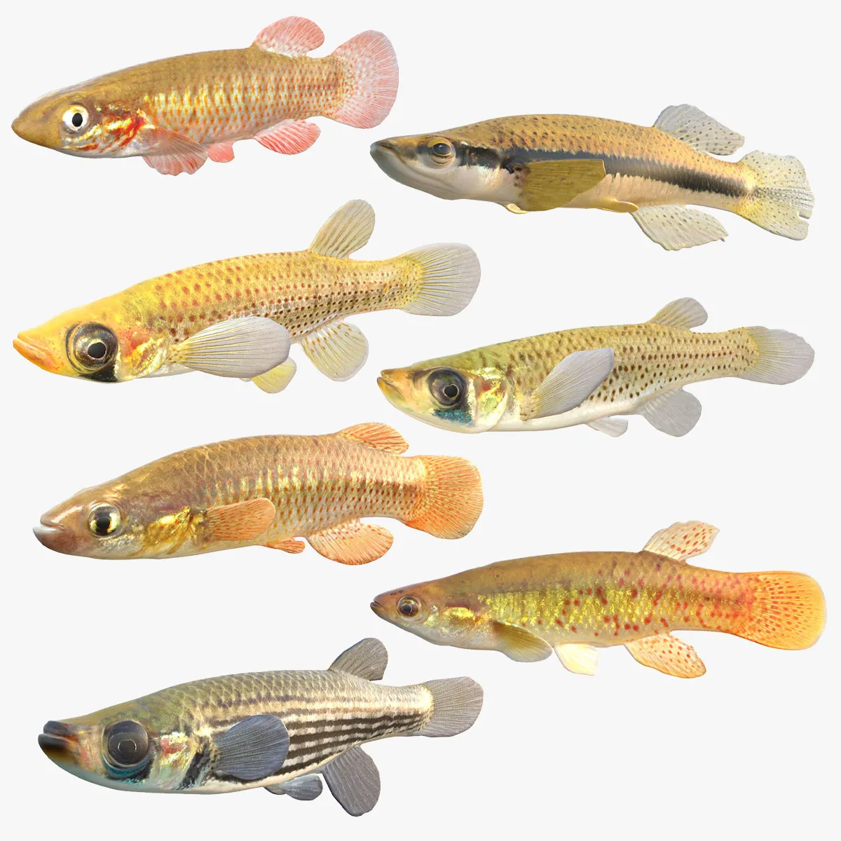 Topminnow Fish Collection 3D Model .c4d .max .obj .3ds .fbx .stl .blend
