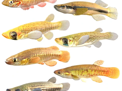 Topminnow Fish Collection 3D Model