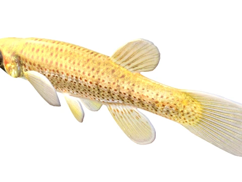 Topminnow Fish Collection 3D Model