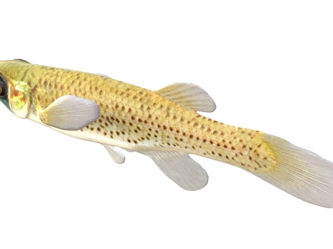 Topminnow Fish Collection 3D Model