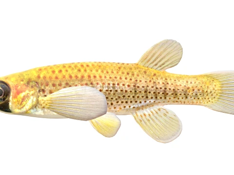 Topminnow Fish Collection 3D Model