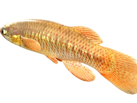 Topminnow Fish Collection 3D Model