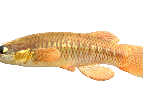 Topminnow Fish Collection 3D Model