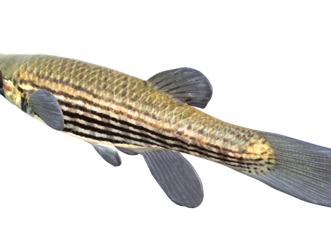 Topminnow Fish Collection 3D Model
