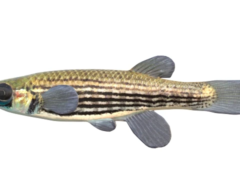 Topminnow Fish Collection 3D Model