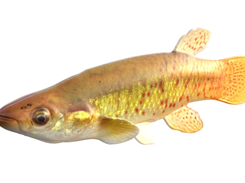 Topminnow Fish Collection 3D Model