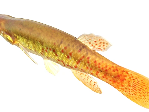 Topminnow Fish Collection 3D Model