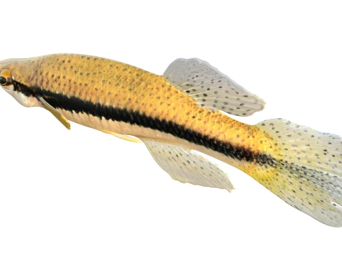 Topminnow Fish Collection 3D Model