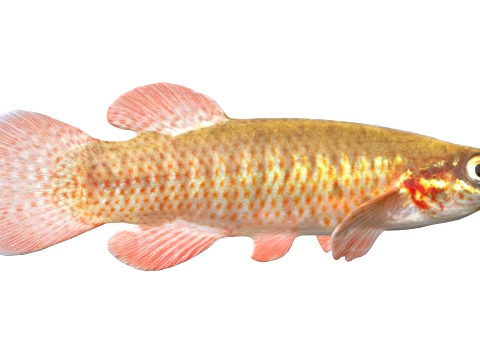 Topminnow Fish Collection 3D Model