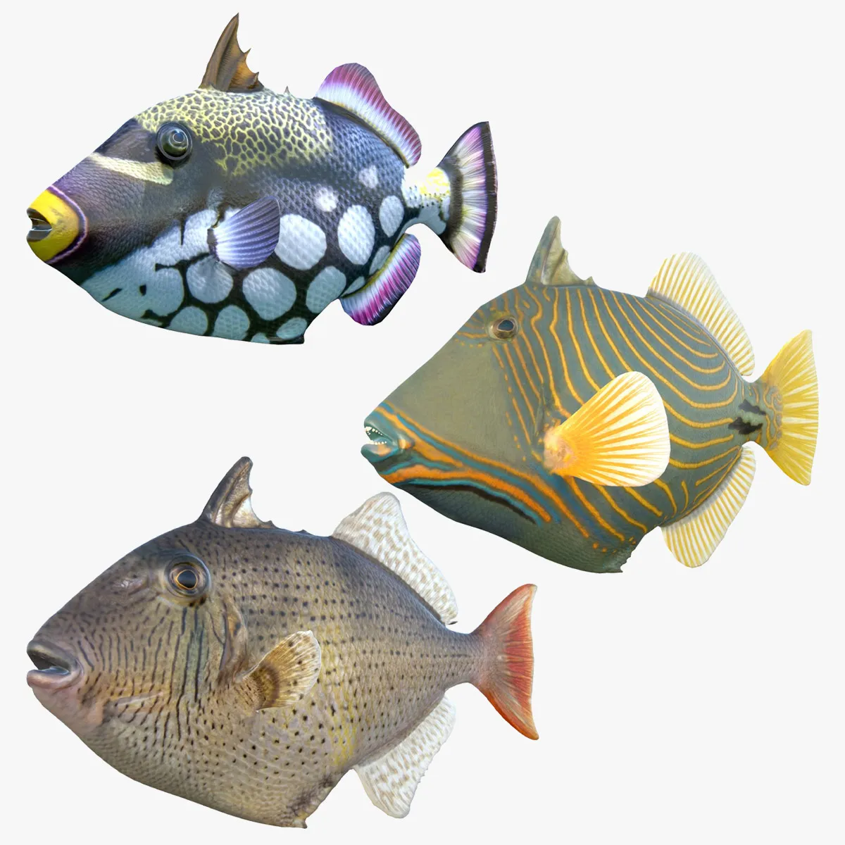Triggerfish Collection 3D Model .c4d .max .obj .3ds .fbx .stl .blend 
