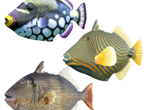 Triggerfish Collection 3D Model