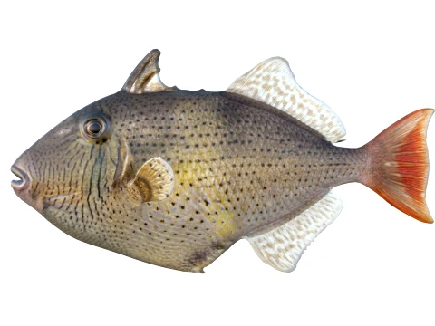 Triggerfish Collection 3D Model