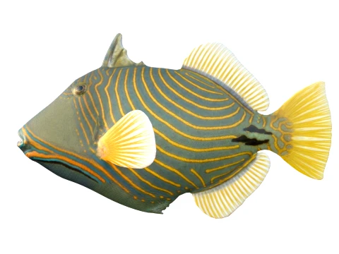 Triggerfish Collection 3D Model