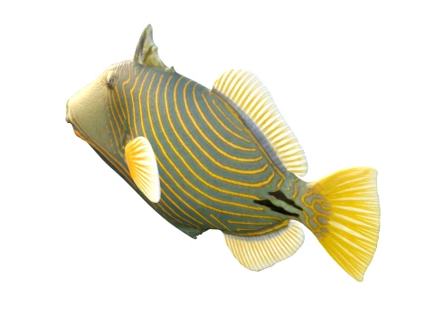 Triggerfish Collection 3D Model