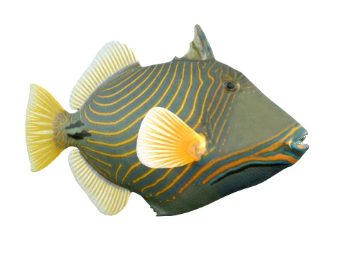 Triggerfish Collection 3D Model