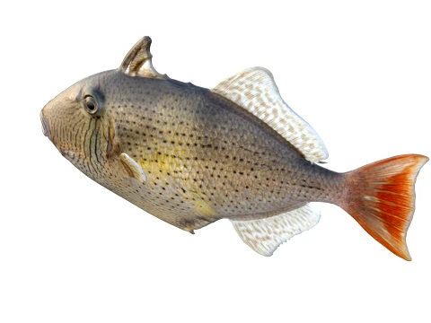 Triggerfish Collection 3D Model