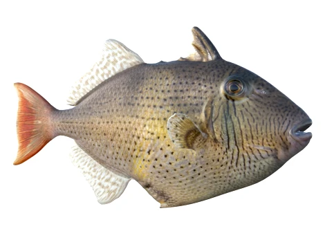 Triggerfish Collection 3D Model