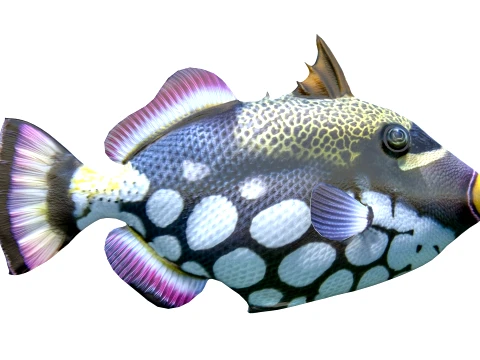 Triggerfish Collection 3D Model