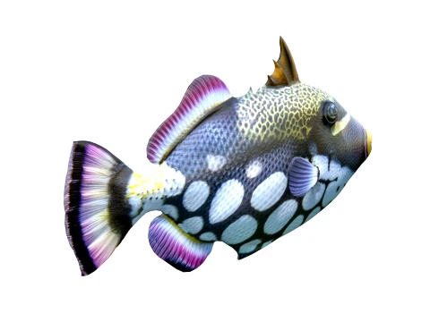 Triggerfish Collection 3D Model