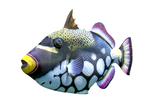 Triggerfish Collection 3D Model