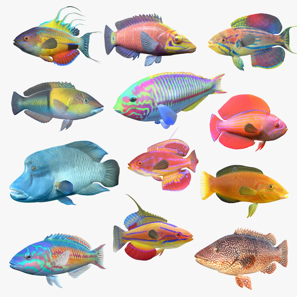Wrasse Fish Collection 1-12 3D Model .c4d .max .obj .3ds .fbx .stl .blend 