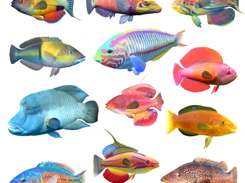 Wrasse Fish Collection 1-12 3D Model