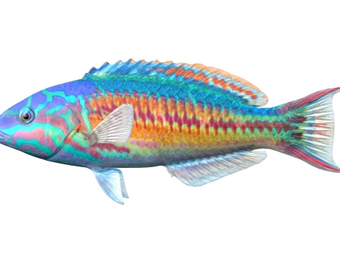 Wrasse Fish Collection 1-12 3D Model