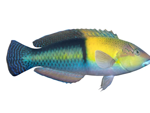 Wrasse Fish Collection 1-12 3D Model