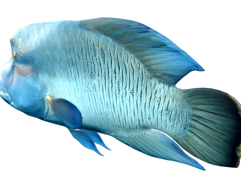 Wrasse Fish Collection 1-12 3D Model