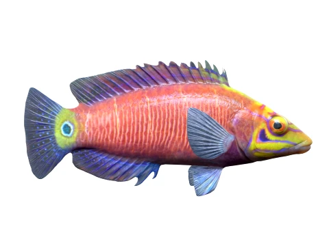 Wrasse Fish Collection 1-12 3D Model