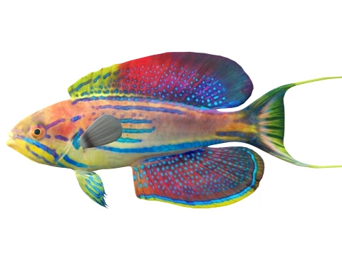 Wrasse Fish Collection 1-12 3D Model