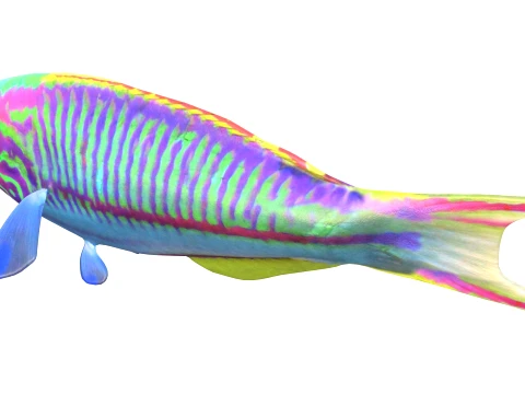 Wrasse Fish Collection 1-12 3D Model