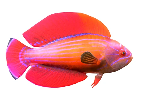 Wrasse Fish Collection 1-12 3D Model