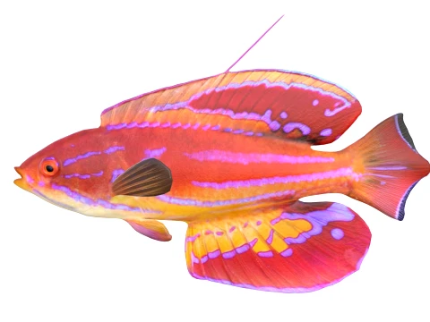 Wrasse Fish Collection 1-12 3D Model