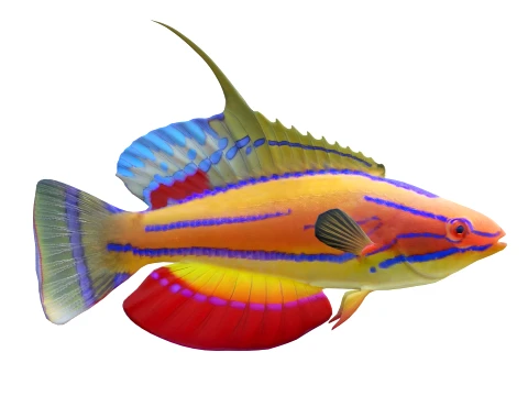 Wrasse Fish Collection 1-12 3D Model