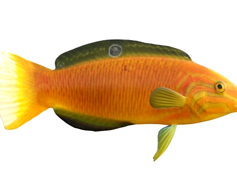 Wrasse Fish Collection 1-12 3D Model