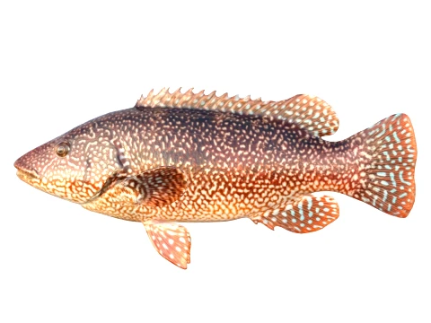 Wrasse Fish Collection 1-12 3D Model