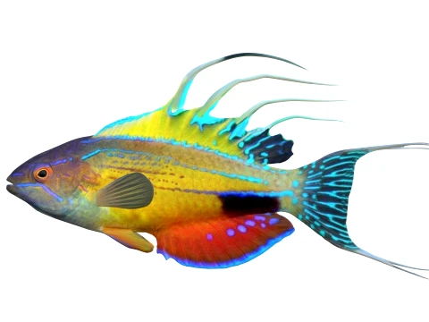 Wrasse Fish Collection 1-12 3D Model