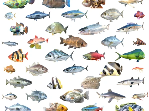 50 Fish Sea Creatures Collection fishes v1 3D Model