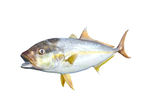 50 Fish Sea Creatures Collection fishes v1 3D Model