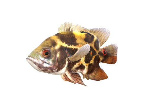 50 Fish Sea Creatures Collection fishes v1 3D Model