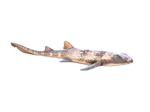 50 Fish Sea Creatures Collection fishes v1 3D Model