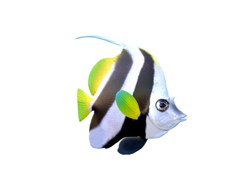 50 Fish Sea Creatures Collection fishes v1 3D Model