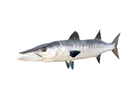 50 Fish Sea Creatures Collection fishes v1 3D Model