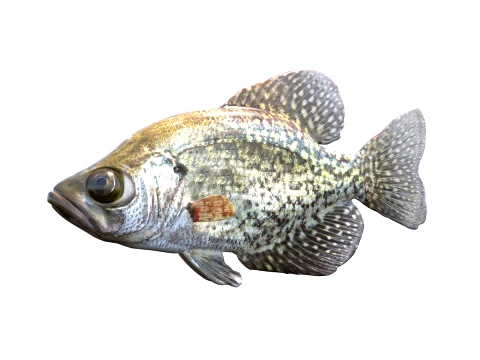 50 Fish Sea Creatures Collection fishes v1 3D Model