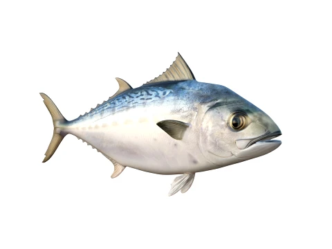50 Fish Sea Creatures Collection fishes v1 3D Model