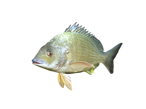 50 Fish Sea Creatures Collection fishes v1 3D Model