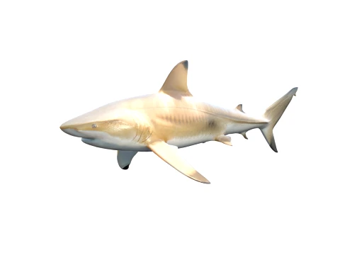 50 Fish Sea Creatures Collection fishes v1 3D Model