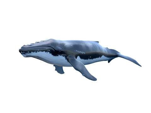 50 Fish Sea Creatures Collection fishes v1 3D Model